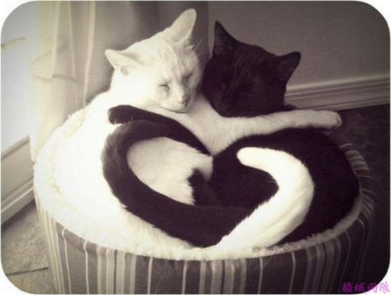 Photo:  white and black cats